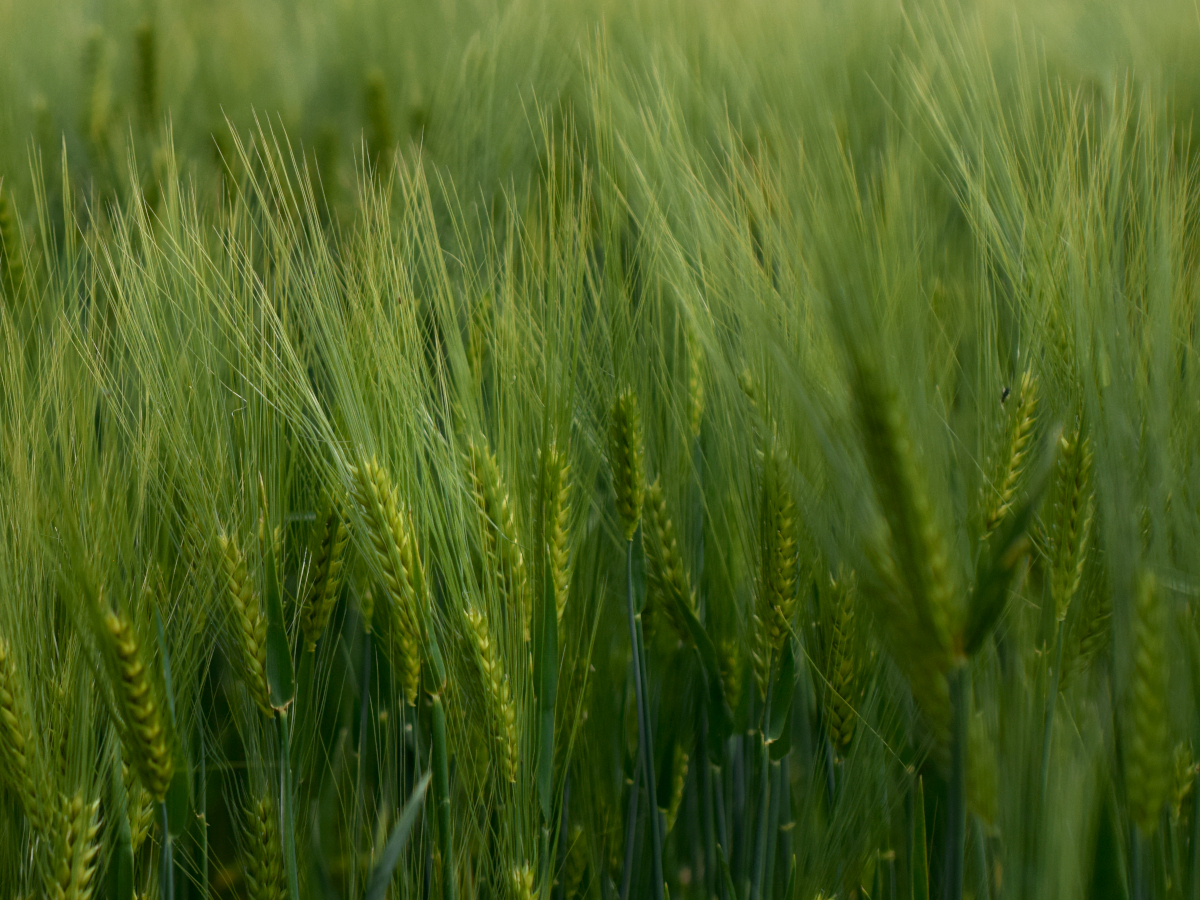 Ears of wheat still in their early days.