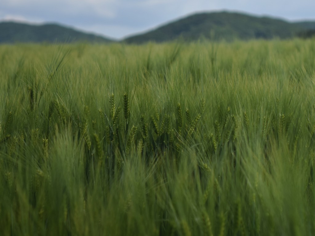 Peek-a-boo through the young wheat.