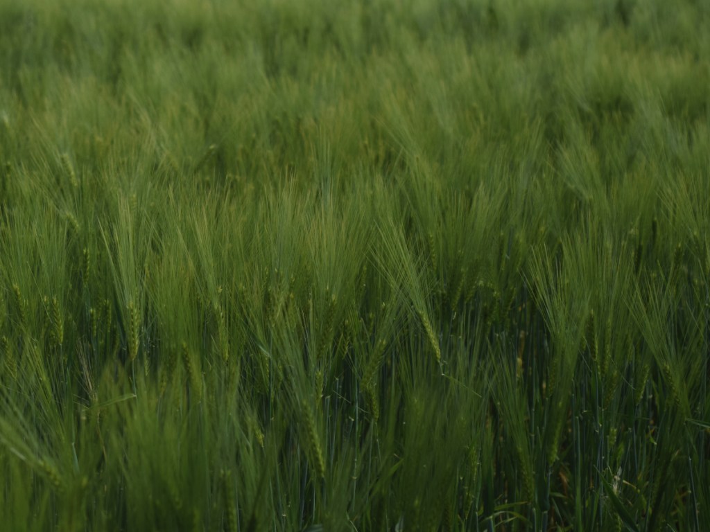 Wheat still not ready for harvesting.