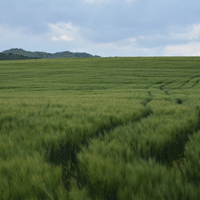 Path towards the unknown through the young wheatfield.
