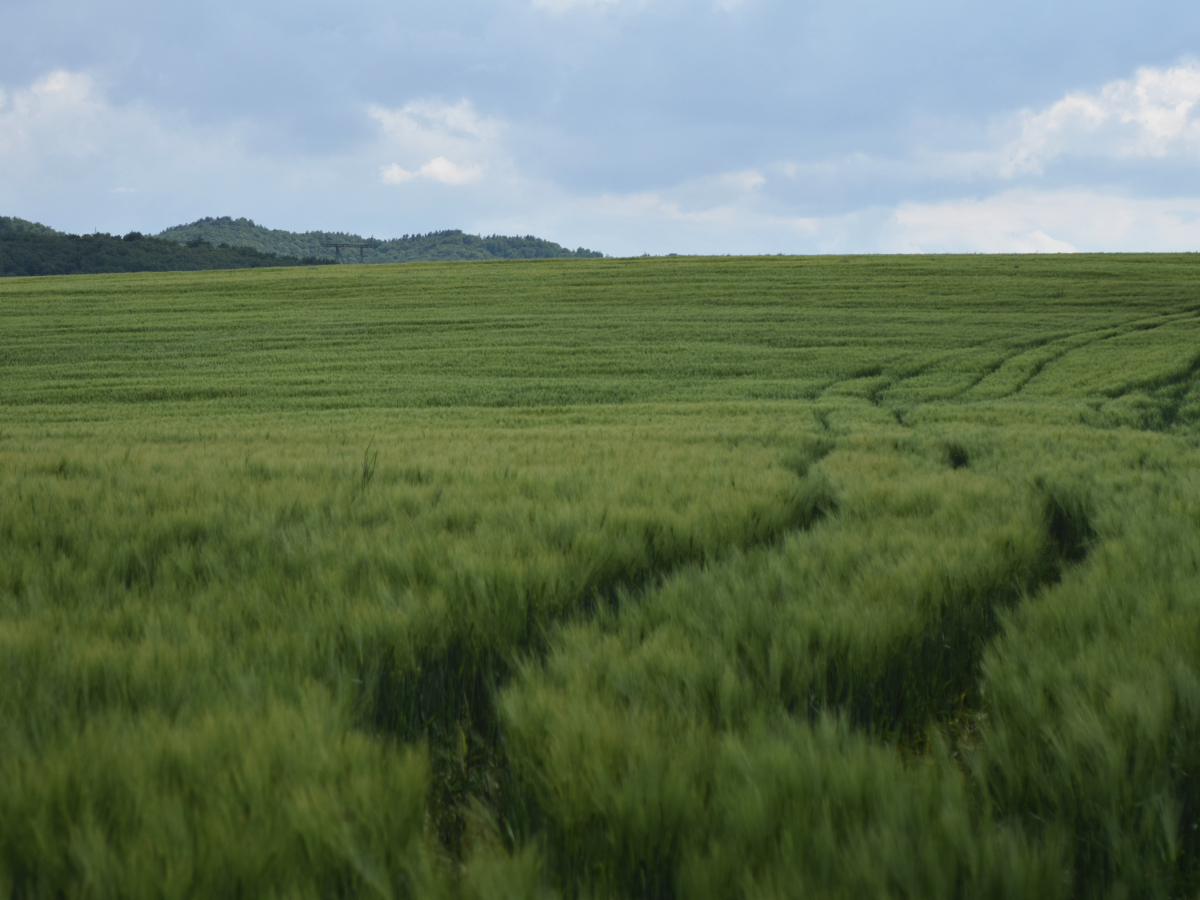 Path towards the unknown through the young wheatfield.