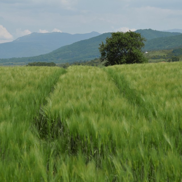 Not a long path ahead of me, but one that leads into the unknown.