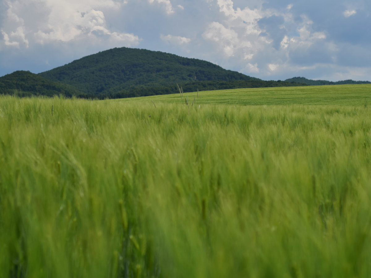 Wheat fields that aren't quite ready yet.