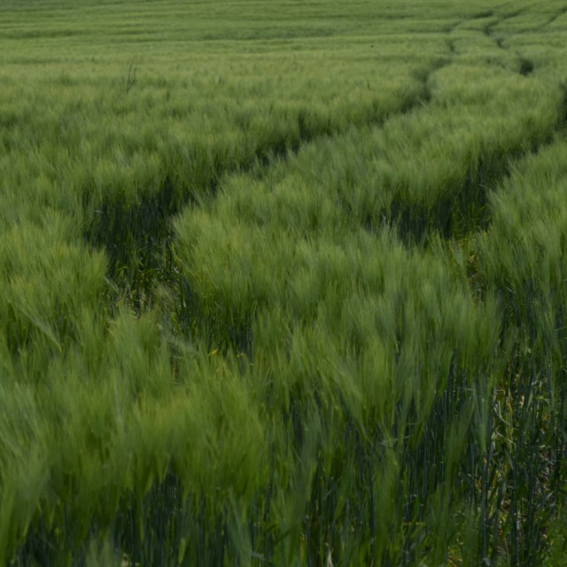 A path through the wheatfield.
