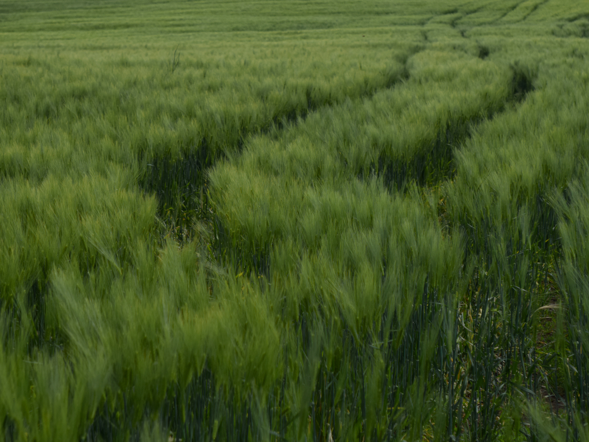 A path through the wheatfield.
