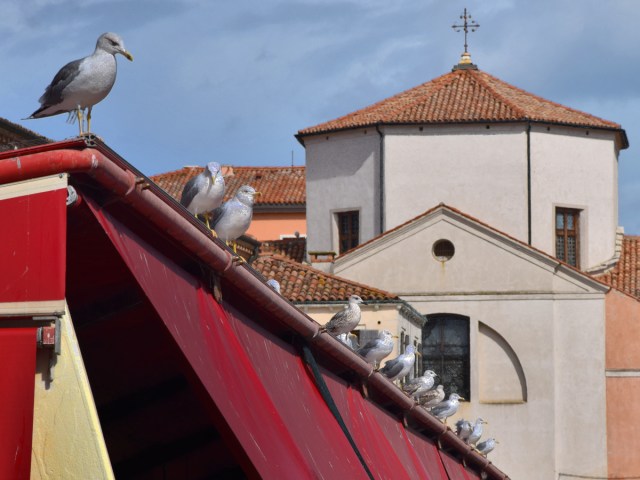 Seagulls lined on the edge of a tent next to a church at Chioggia, Italy.