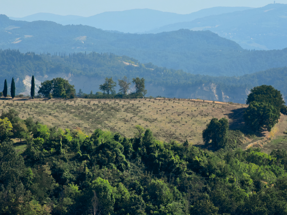 A vineyard hill in the vicinity of Bologna, Italy.
