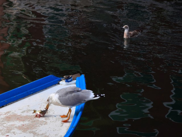 A seagull eats a fish while another one is swimming nearby watching it.