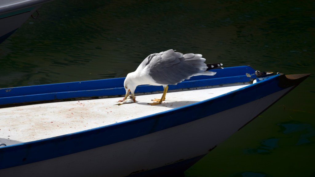 Seagull eating a fish on a boat in the channels of Chioggia, Italy.